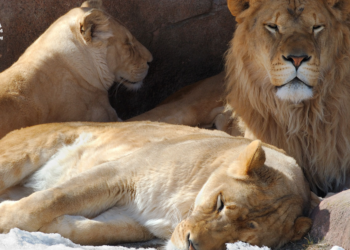 Is your God able to do it?