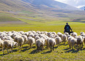 A Shepherd for all of your days